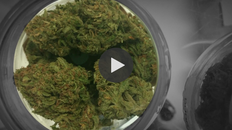 California lawmakers want to axe firings for failed cannabis drug testing